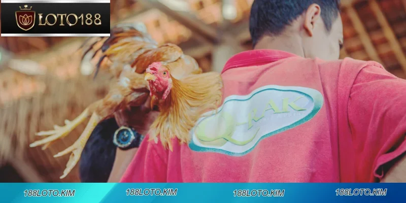 Cao thủ C3 chia sẻ bí quyết huấn luyện gà chiến với người mới bắt đầu