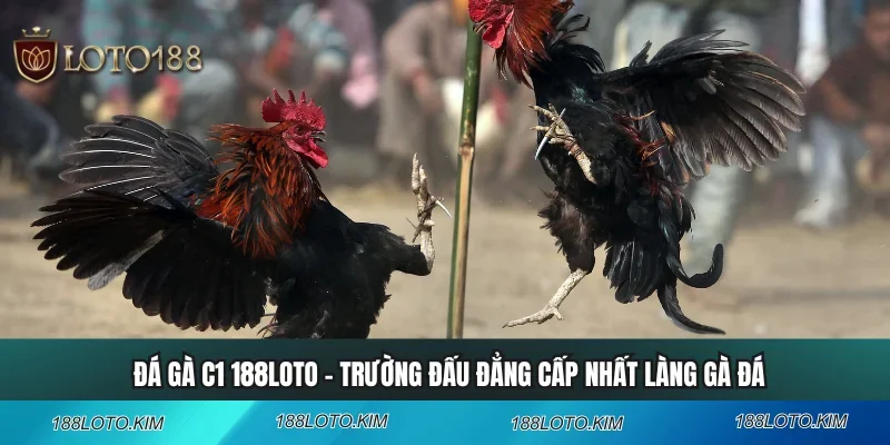 Đá Gà C1 188LOTO - Trường Đấu Đẳng Cấp Nhất Làng Gà Đá