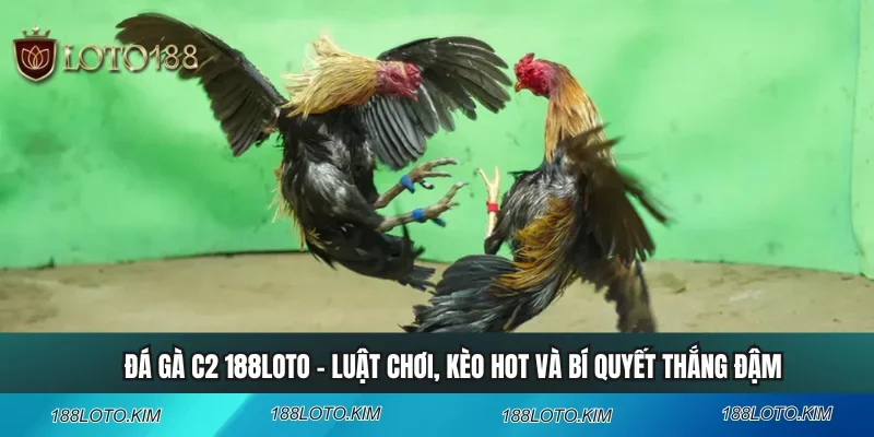 Đá Gà C2 188LOTO - Luật Chơi, Kèo Hot Và Bí Quyết Thắng Đậm