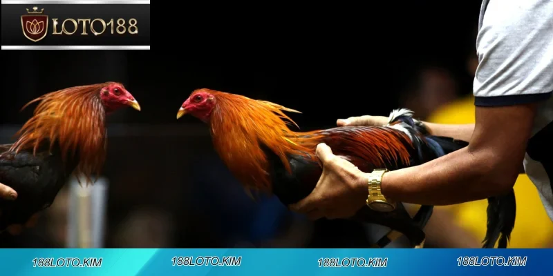 Đấu trường đá gà chuyên nghiệp tại nhà cái