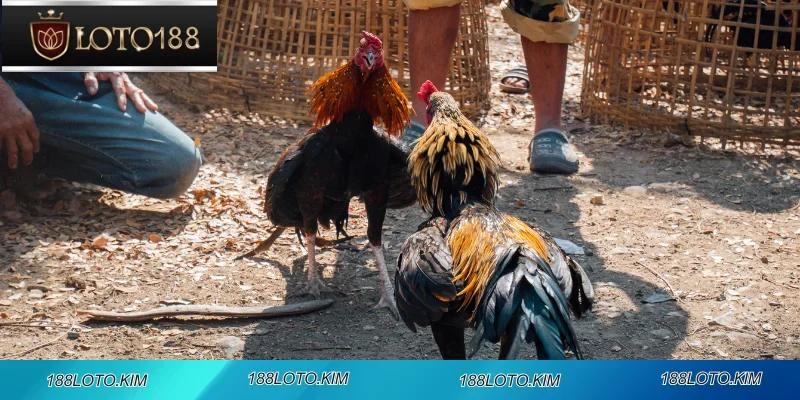 Hướng dẫn tham gia đá gà an toàn tại 188LOTO