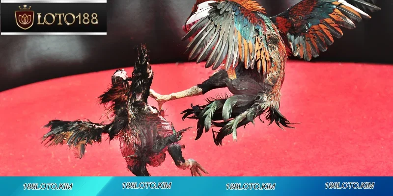 Không gian trường đá gà C3 188LOTO với thiết kế thân thiện dành cho người mới bắt đầu