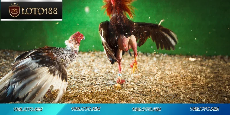 Những bí quyết chiến thắng từ cao thủ đá gà 188LOTO