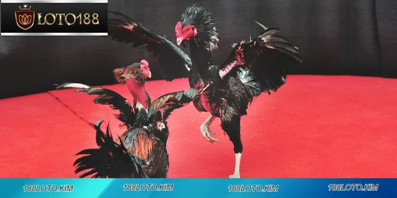 Trải nghiệm trực tuyến chất lượng cao tại nhà cái