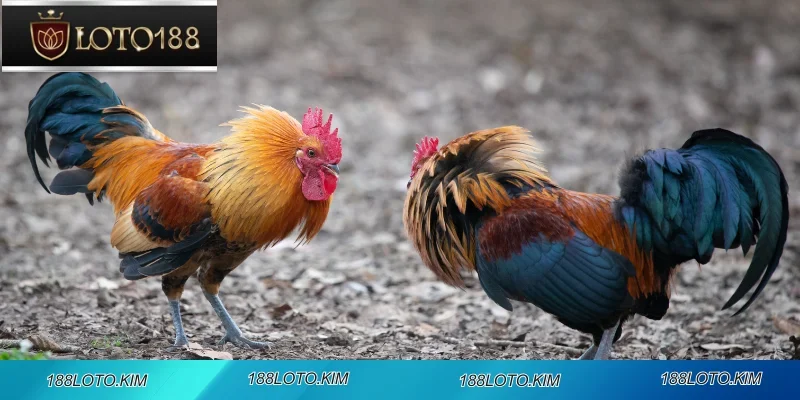 Trọng tài C3 giám sát chặt chẽ quy trình thi đấu và đảm bảo tuân thủ thời gian