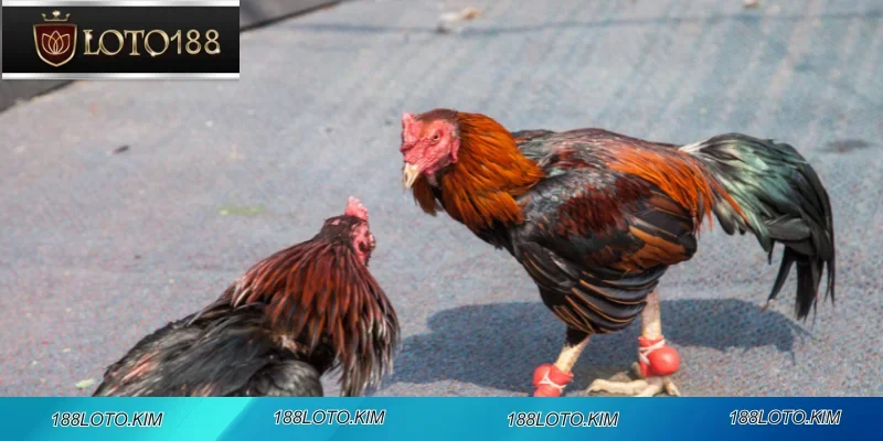 Ưu đãi hấp dẫn dành riêng cho người chơi đá gà tại nhà cái